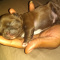 Tiny Imperial Shih Tzu Male AKC