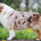 Mini Australian Shepherd for Sale NYC - Central Park Puppies