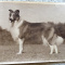 Collectors Photographs of Lassie & Male Movie Stars $10.00 each