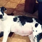 harlequin Great Danes