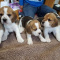 Stunning Beagle Puppies Ready For Adoption.