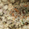 THIS HIGHLY ADDICTIVE STRAIN IS MASSIVELY POTENT