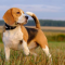Beagle Puppies for Sale - Central Park Puppies