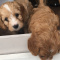 Adorables cachorros Cavapoo amorosos con todos los papeles