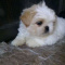 Teacup Maltese puppies for adoption/sale