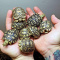Trinity Reptiles