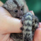 Adorable and Sweet Marmoset Monkey****