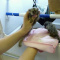 Marmoset Monkeys For Adoption