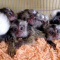 Marmoset Monkeys For Adoption