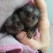 Cute, Healthy Marmoset Monkeys .