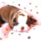 CKC Boston Terrier Puppies !!