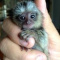 ADORABLE BABIES LOOKING FOR NEW HOW