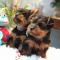 hello, i got two cute yorkie terrier pups which need rehoming.