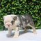 Stunning English bulldog puppy for Adoption