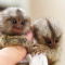 Pair finger marmoset monkeys ready now ...,