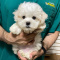 MALSHI MALE Puppies For Sale - Central Park Puppies