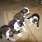 Boston Terrier Puppy for sale