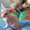 Sphynx Kittens For Sale.