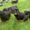 Miniature Dachshund Puppies Available