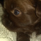 Chinese Imperial Shihtzu Full AKC
