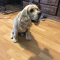 Cocker Spaniel needs a new home