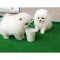 Teacup Pomeranian for adoption