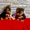 AKC Yorkie Text :(551) 888 -3483