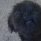 Shihtzu Young Adult Female Solid Black