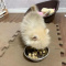 OMG - Teacup Pomeranian Puppy -
