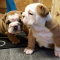 Pure English Bulldog Puppies