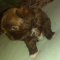 Chinese Imperial Shihtzu Full AKC