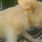 Chihuahua Female