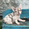 French Bulldog males and females
