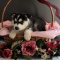 Adorable Siberian Husky puppies for sale