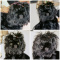Shihtzu Young Adult Female Solid Black