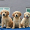 Adorable Golden retriever puppies for sale