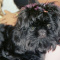 Young Adult Female Shihtzu Solid Black