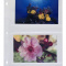 4X6 Pockets Plastic Sheets for Binders