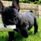 French Bulldog Litter of Puppies For Sale