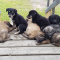 Puppies!