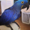 Pair Hyacinth Macaws