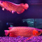 Super Red Arowana,Albino Stingray fish for sale