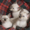 Siamese Cat for sale near me, Cheap Siamese cat for sale