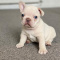 Amazing french bulldog puppies for Adoption
