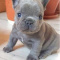 Blue French Bulldog Puppies