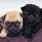 Pug Puppies Ready for Adoption, Pug Puppies for sale near me