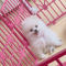 Akc Reg Pomeranian Puppies For Sale