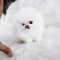 Two Teacup Pomeranian Puppies Needs a New Family