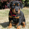 dobbermon puppies for sale