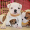 Registered English Bulldog puppies